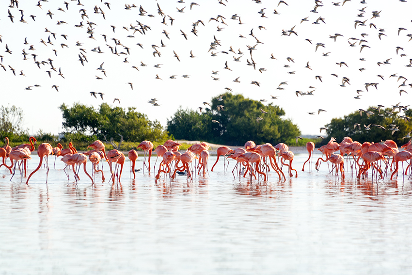Off-the-Beaten-Path Yucatan Road Trip in 2025: Hidden Gems & Local Secrets Ria Lagartos flamingo Ría Lagartos flamingo colonies